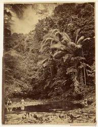 Scène de jungle avec palmiers et autre feuillage dense, expédition du Darién, isthme de Panama