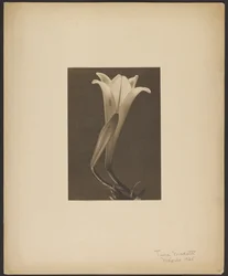 N° 1.