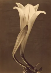 Photographie au platine de Lily par Tina Modotti