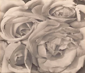 Roses, Mexique par Tina Modotti