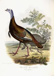 Dindon sauvage, mâle et femelle