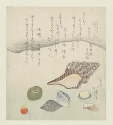 Coquille de réflexion, coquille d