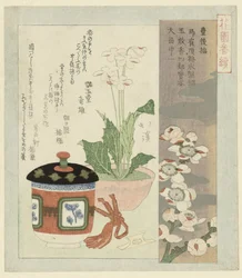 Nature morte avec primevère en fleur