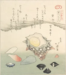 Coquille de top et diverses coquilles, 19e siècle