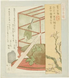 Fauvette en cage, de la série "Une série pour le groupe Hanazono (Hanazono bantsuzuki)"