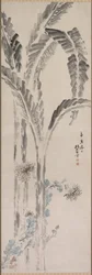 Bananiers et Chrysanthèmes