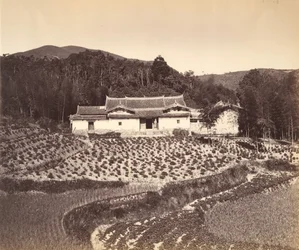 Champ de thé et maison de thé à Peling, vers 1869