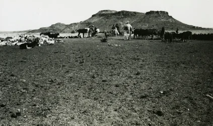 Vue de la zone archéologique de Naqa, avec des dromadaires et du bétail, Soudan, photographie d