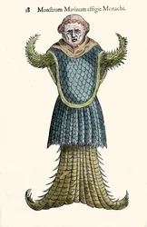 Le moine de mer, poisson imaginaire et monstre marin par Ulisse Aldrovandi (1522-1605), "Monstrorum Historiae", Bologne 1642