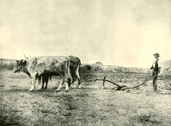 Équipe de labourage de bœufs, 1901