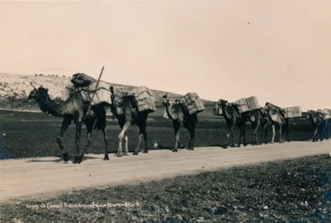 Caravane de chameaux en route pour Damas, 1936