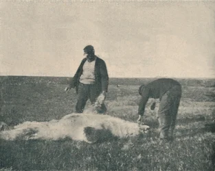 Un ours mort sur l