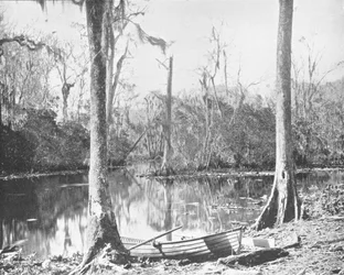 Un affluent de la rivière St. Johns, Floride, USA, vers 1900