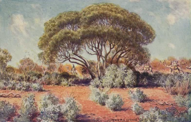 Un endroit fertile en Australie centrale, 1923