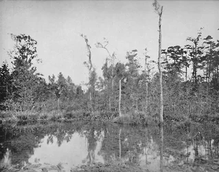 Un marais en Louisiane, vers 1897