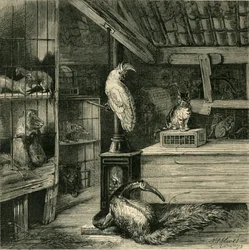 Une boutique de bêtes sauvages, vers 1873
