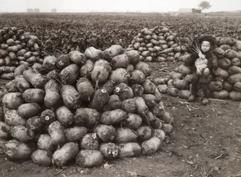 Une petite fille avec des piles de navets récoltés, près de Landskrona, Suède, 1910