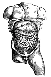 Cavité abdominale et son contenu, 1543