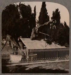 Chêne d