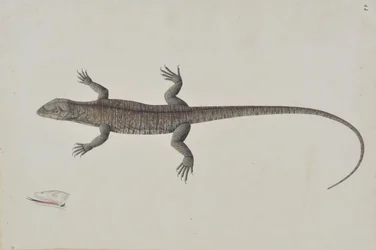 Un lézard Bish-Khopra indien, vers 1790