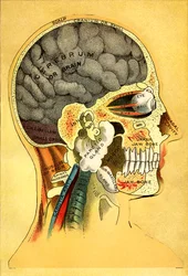Tableau anatomique, la tête 1905