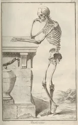 Anatomie. De l