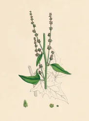 Atriplex Smithii. Arroche de Smith, XIXe siècle