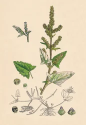 Atriplex deltoidea. Arroche à feuilles triangulaires