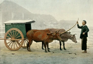 Attelage Annamite, 1900
