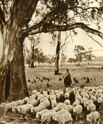 Australie - Un conducteur avec quelques-unes de ses charges dans une station de moutons dans l