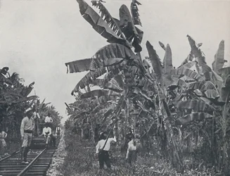 Plantation de bananes, 1924