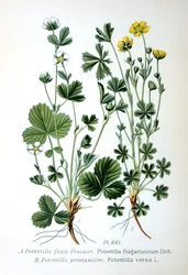 Fraisier stérile et potentille printanière, 1893