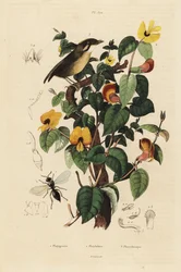 Gobe-mouches à joues noires, Conopophaga melanops, pois de senteur élégant, Platylobium formosum, et guêpe Inostemma boscii