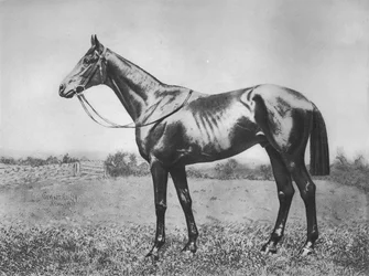 Flèche noire, 1911