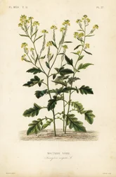 Moutarde noire, Brassica nigra, Sinapis nigra, Moutarde noire