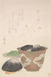 Bol avec coquilles noires et plante Udo, 18e-19e siècle