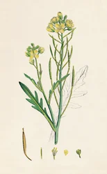 Brassica tenuifolia. Roquette murale, 19ème siècle