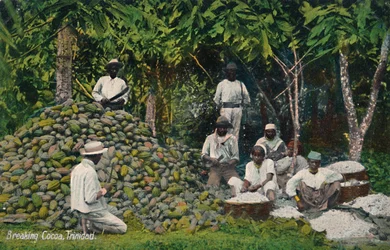 Casse de cacao, Trinité, début du 20e siècle