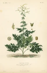 Cimicaire fétide, Actaea cimicifuga, Cimicifuga foetida