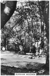 Burnham Beeches, Buckinghamshire, 1937