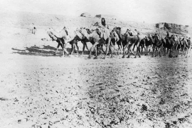 Caravane de chameaux, Mossoul, Mésopotamie