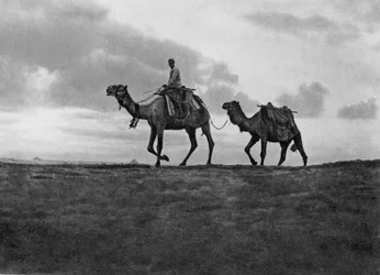 Chameaux dans le désert près du Caire, Égypte, années 1920