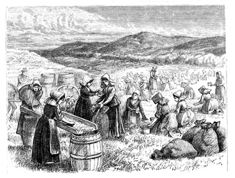 Femmes du Cap Cod cueillant et triant des canneberges, 1875