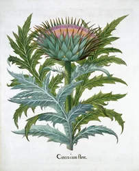 Cardon, 1613