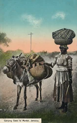 Transport de charbon au marché, Jamaïque, début du 20ème siècle