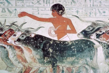 Bétail amené pour inspection : peinture murale de la tombe de Nebamun n°5, Égypte, vers 1350 av. J.-C.