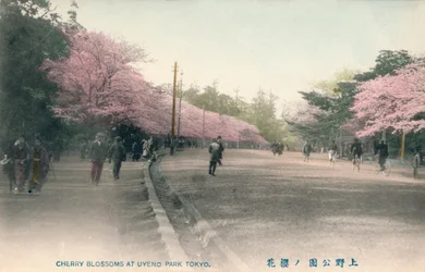 Fleurs de cerisier au parc Uyeno Tokyo, vers 1910