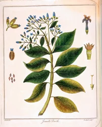 Cinchona Jesuits ou écorce péruvienne, 1795
