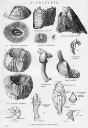 Cirripedia, 19ème siècle