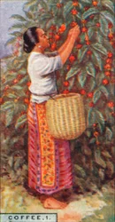Café, 1. - Récolte des baies, Indes orientales, 1928